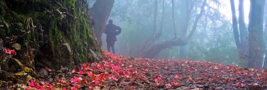 Barsey Rhododendron Sanctuary