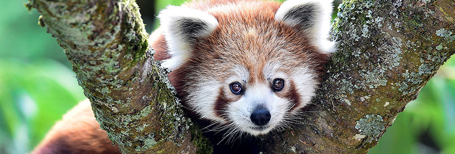 Padmaja Naidu Zoological Park